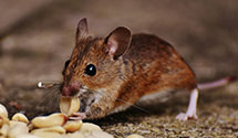24 Hour & Emergency Exterminators in Rockwood, OR